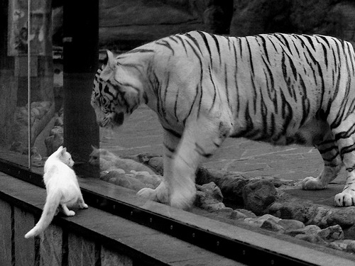 开云平台-黄金左脚定乾坤，劳塔罗一球击碎丹麦童话，秘鲁奏响团队足球的凯歌