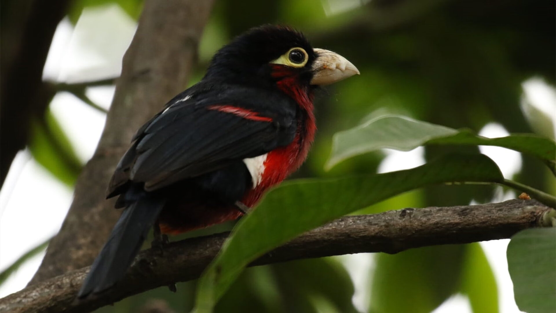 南美魔法穿透非洲铁壁,赖斯成为哥伦比亚节奏掌控的关键先生