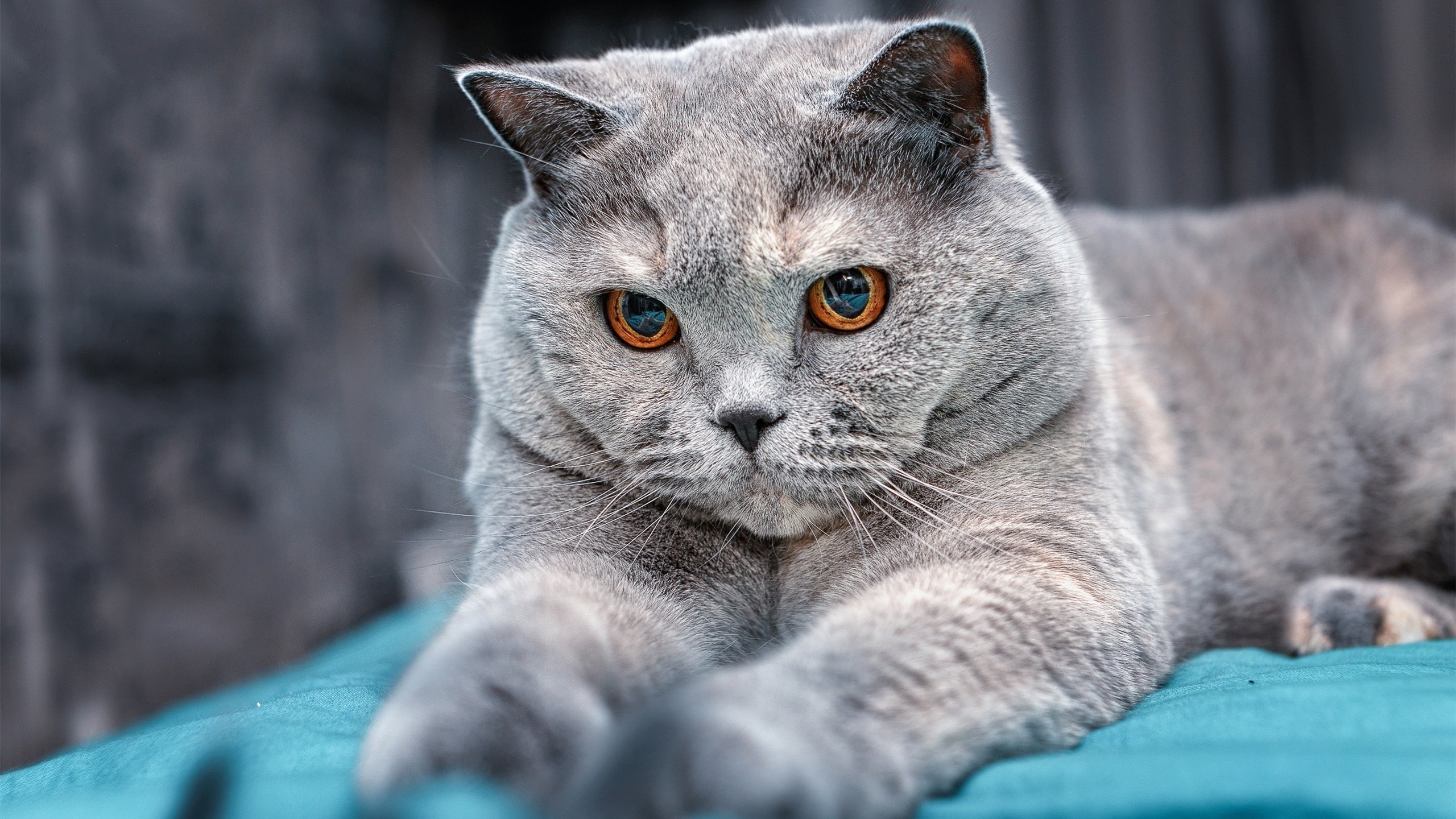 开云体育中国-帕尔默攻防转换核心，铸就皇马速胜委内瑞拉的王朝速度