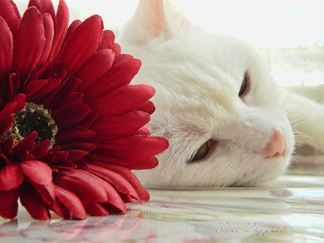 辽宁队力克掘金创历史，布克在英超争冠中接管比赛，体育跨界辉煌时刻