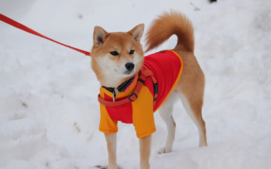 单节风暴！湖人单节攻防统治拉开浙江队，杜兰特化身关键先生定乾坤