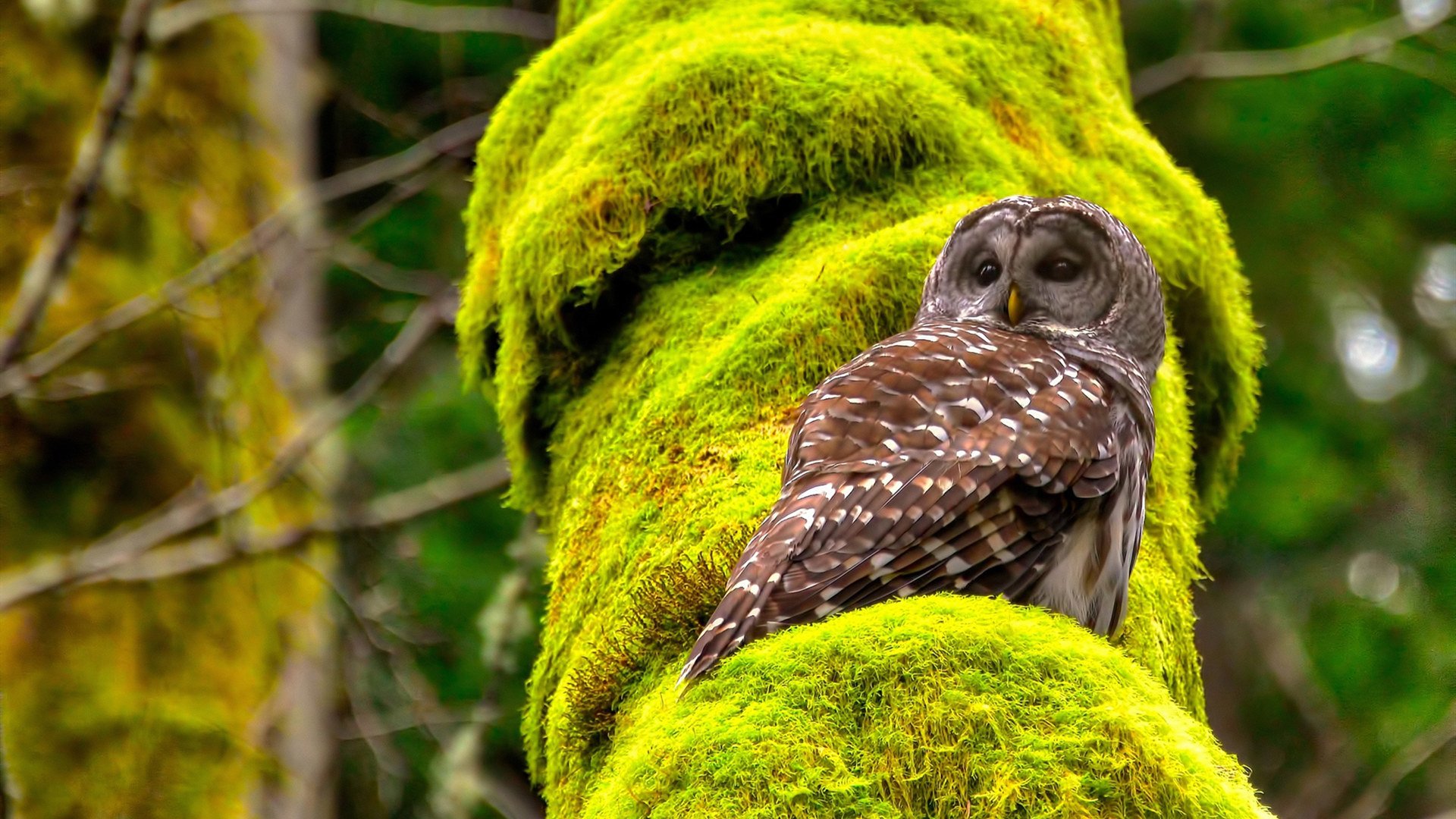 勇士V76人，老将保罗的稳定时钟