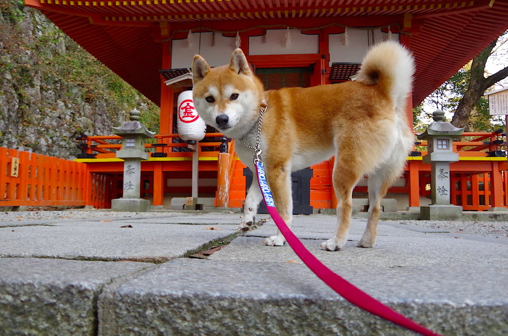亚洲风暴,韩国完胜卡塔尔,迪马利亚的掌控艺术