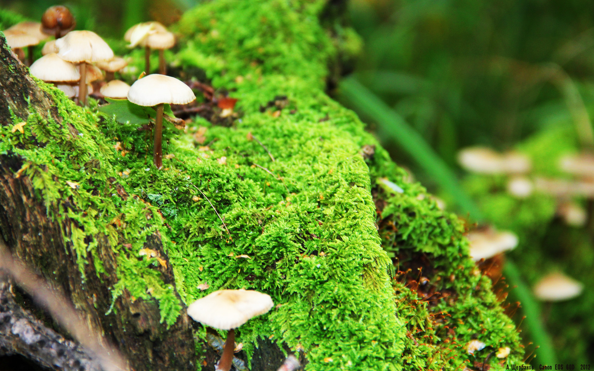 广厦火箭升空,当福克斯爆发时,悬念已提前焚毁