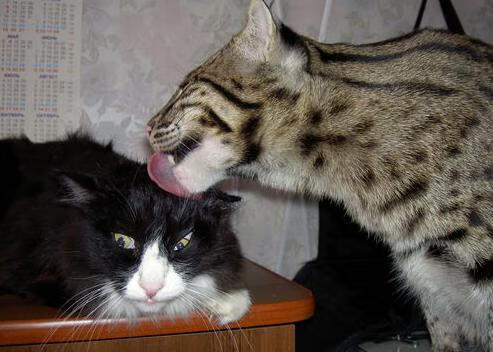 魔笛永不眠,当塞维利亚的秒针停在莫德里奇腕上