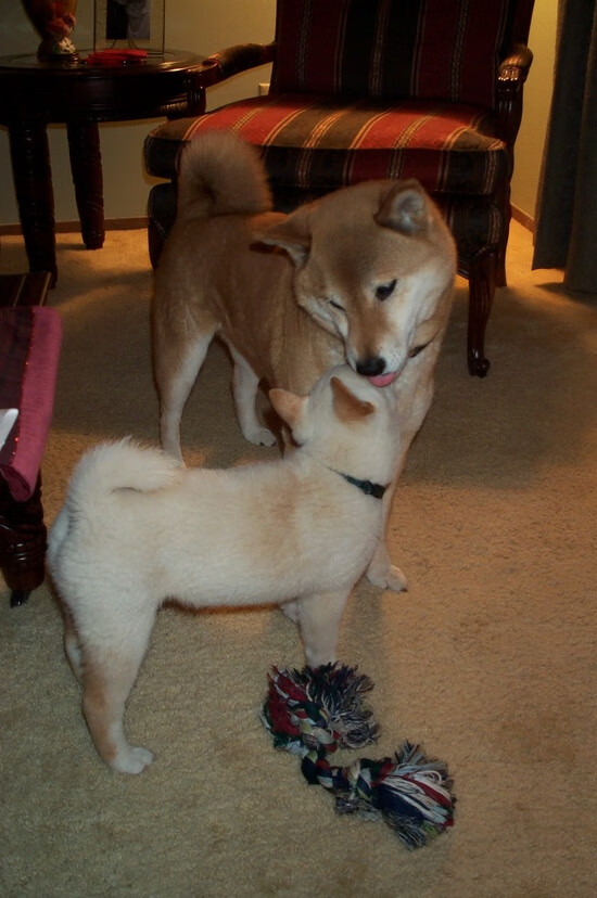 开云体育APP下载-当郁金香绽放安第斯，一场足球场上的文明对话与征服