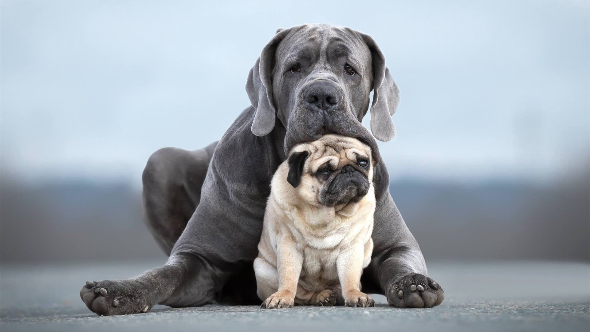 锡安暴力美学撕裂防线,活塞窒息防守终结步行者