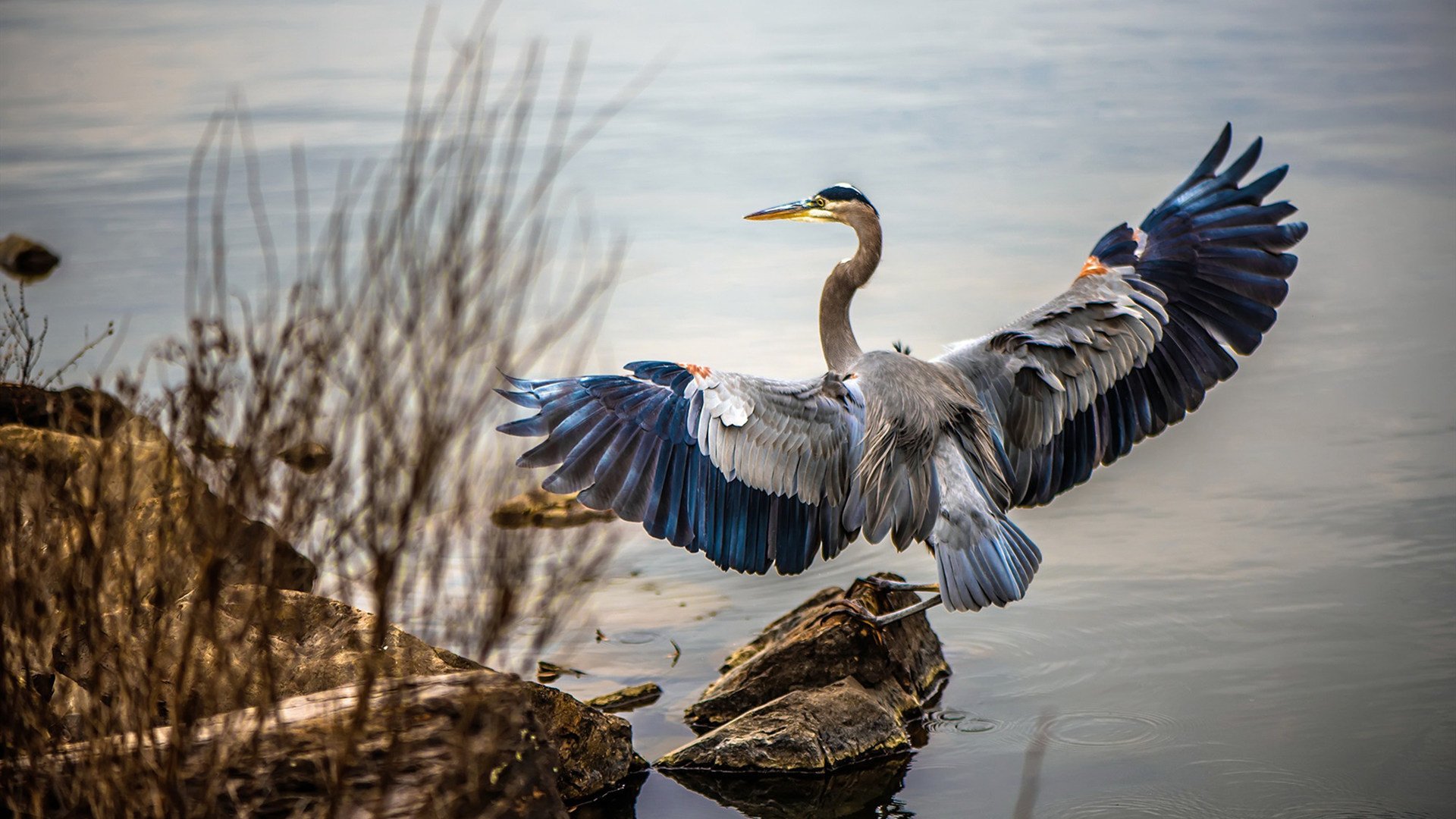 活塞斩落太阳，杰伦·格林在总决赛的熔炉中锻造传奇