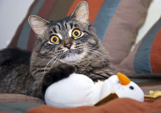 绿茵场与硬木地板的交响,论关键战中的突围艺术