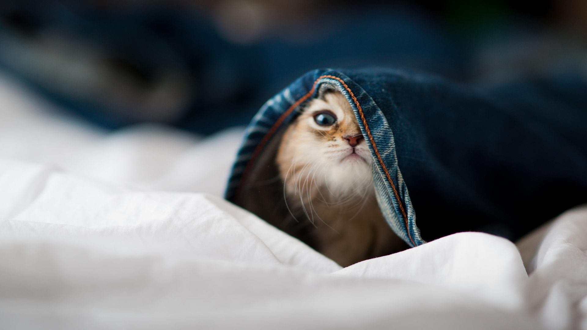 保罗掌控全场，76人轻取上海队获季前赛首胜