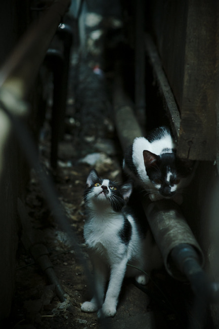 双城记与密西西比碾压，当西班牙德比遇上灰熊的硬核篮球