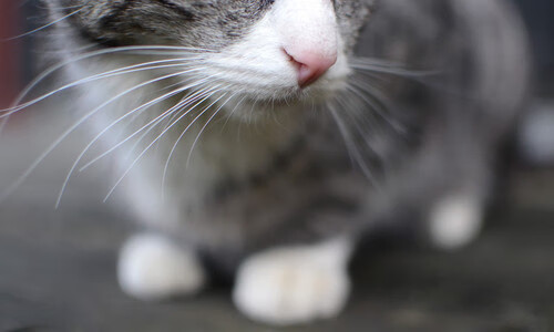 星辰与草根,当维金斯的血融入维尼修斯的魂