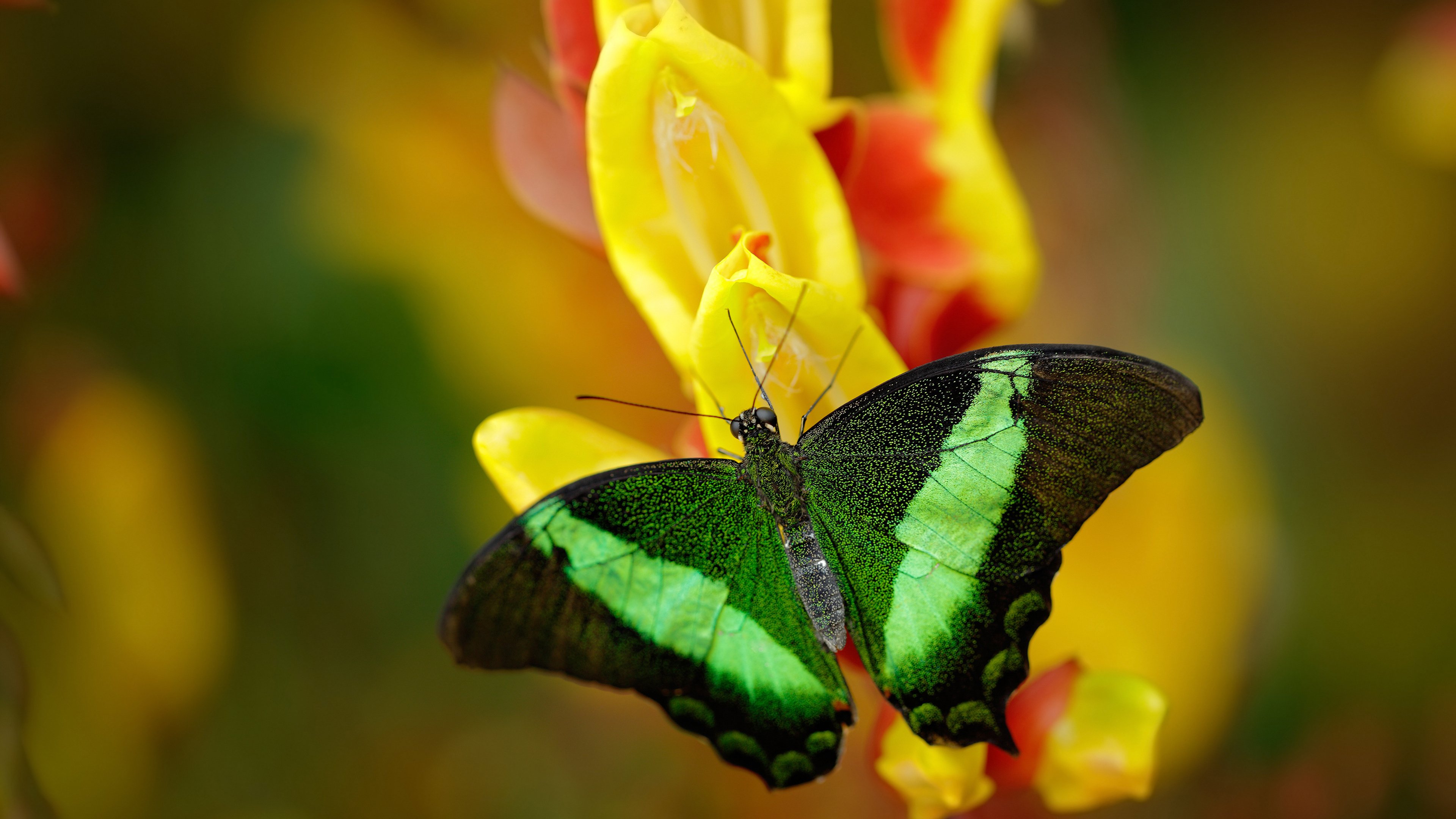开云体育在线-补时绝杀！努涅斯化身关键先生，切尔西险胜洪都拉斯