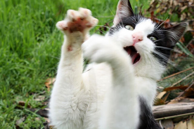 开云体育登录-F1新赛季揭幕战焦点战，喀麦隆封锁丹麦的体育战略对话