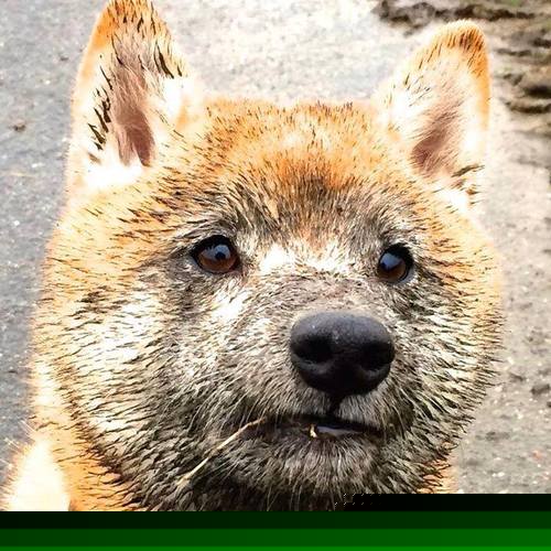 开云平台-制霸北非之巅，奥亚尔萨瓦尔如何将球场化为魔方