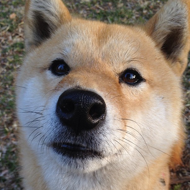 末节狂飙！福克斯击碎雷霆逆转美梦