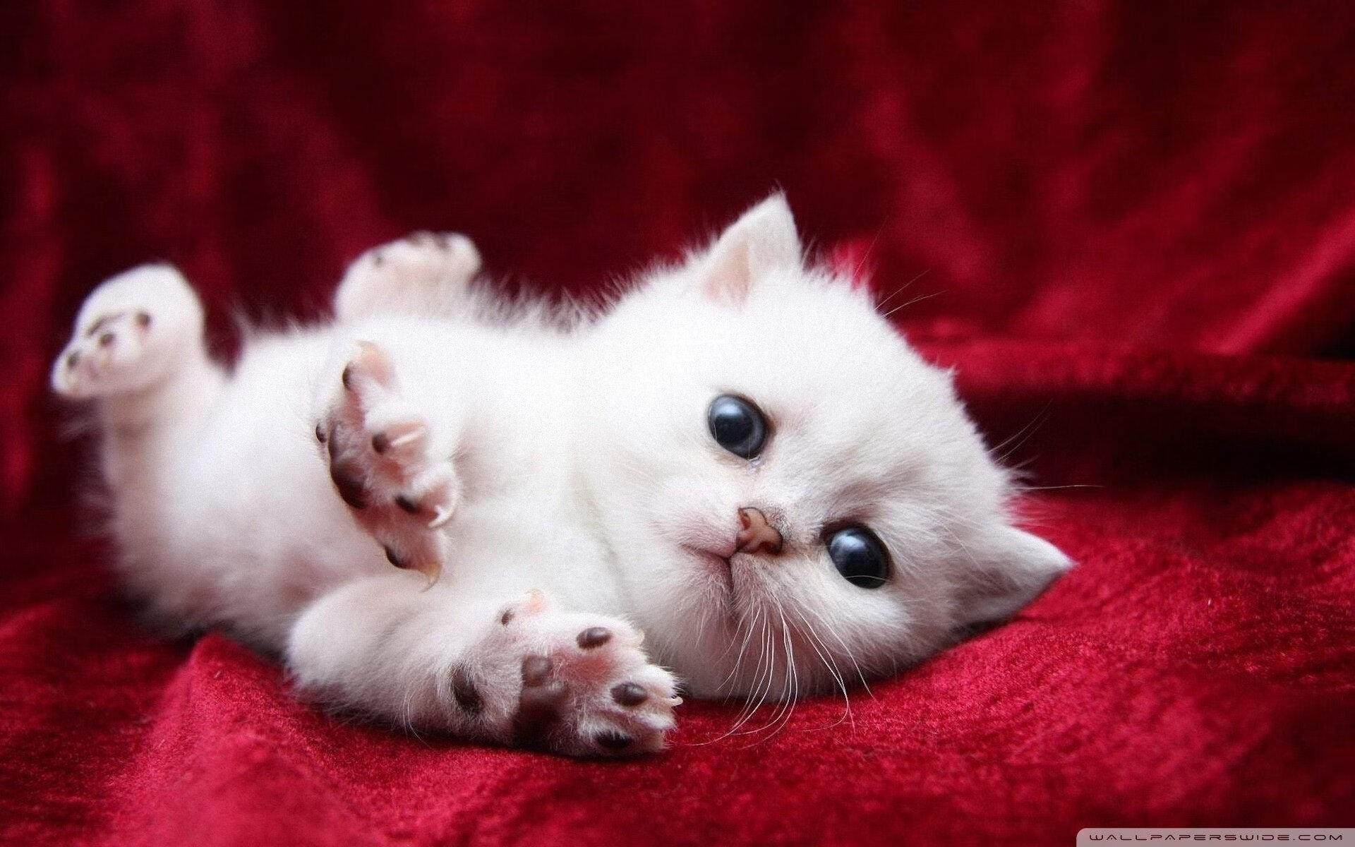 橄榄与枫糖，当红龙咆哮时，一记抢七跨越海洋的弧线