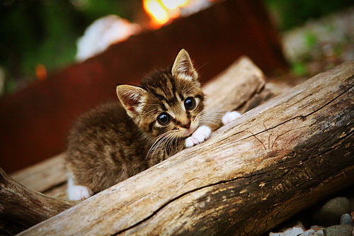 压哨绝杀与争冠烟尘，当尼克斯的咆哮与英超的呼啸同频共振