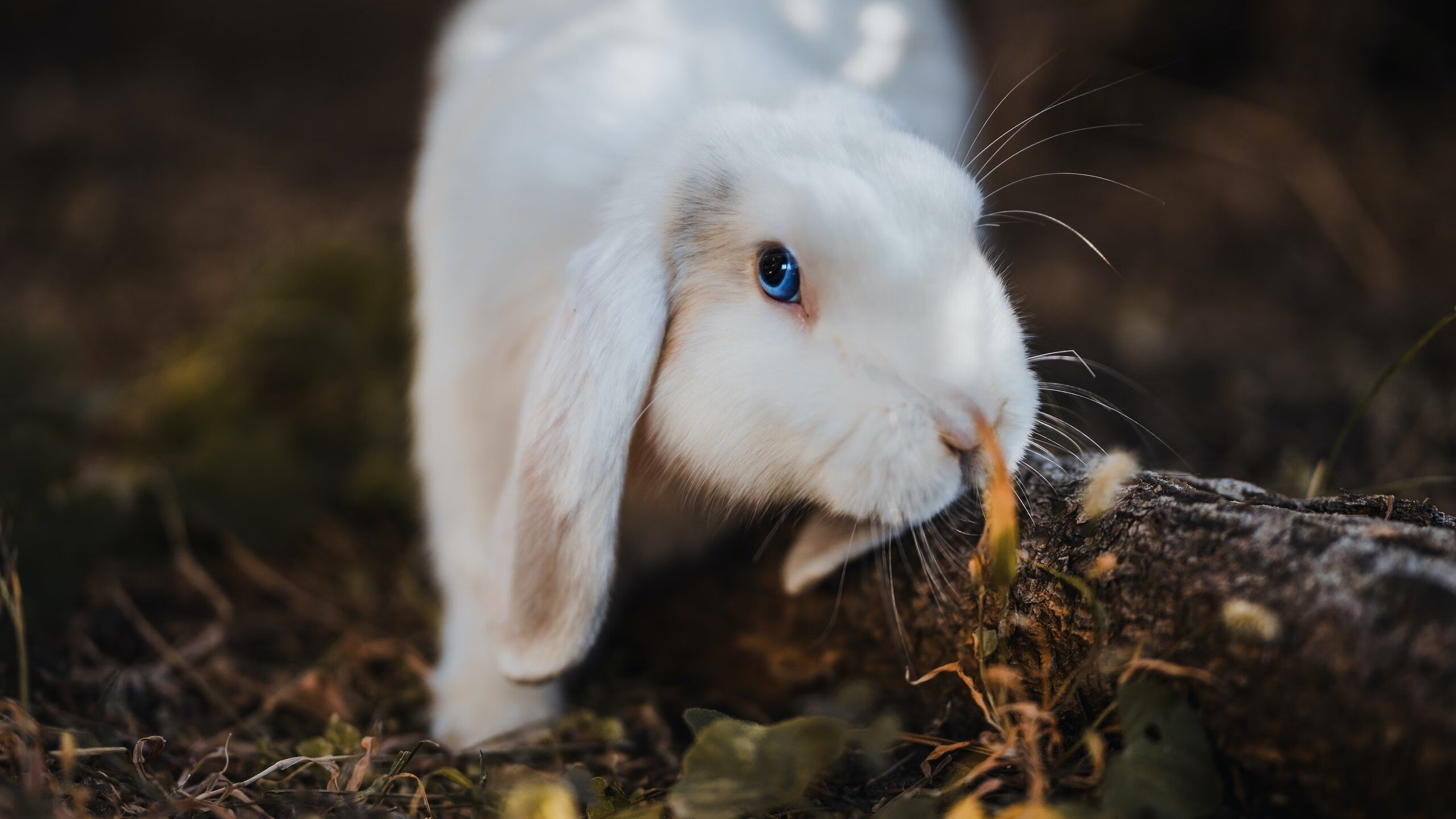 破茧成蝶，沙特惊天逆转墨西哥，奥亚尔萨瓦尔成无解之谜