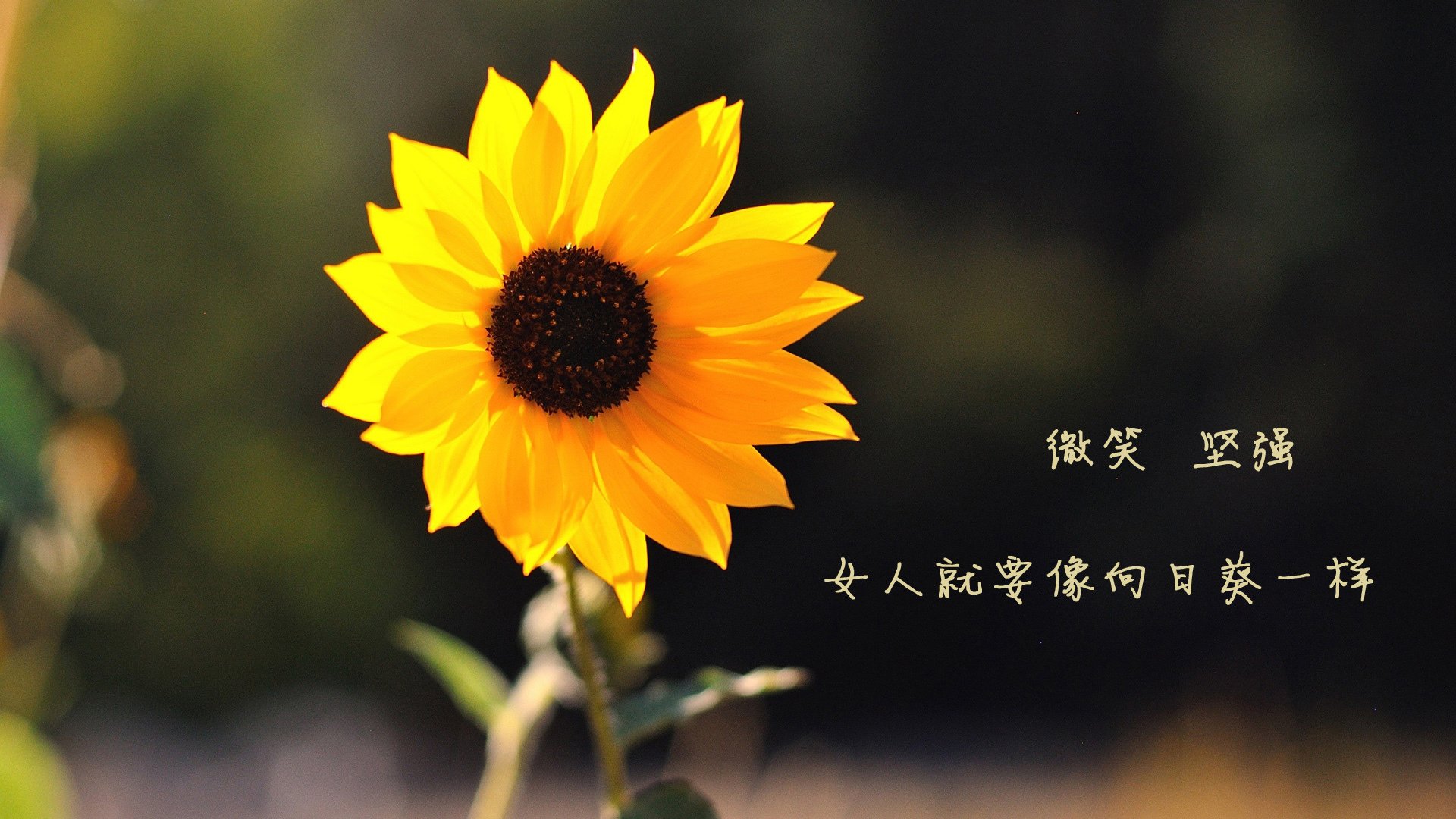 2026世界杯A组关键战，卡塔尔压制克罗地亚，库尔图瓦临场调整导演逆转胜局