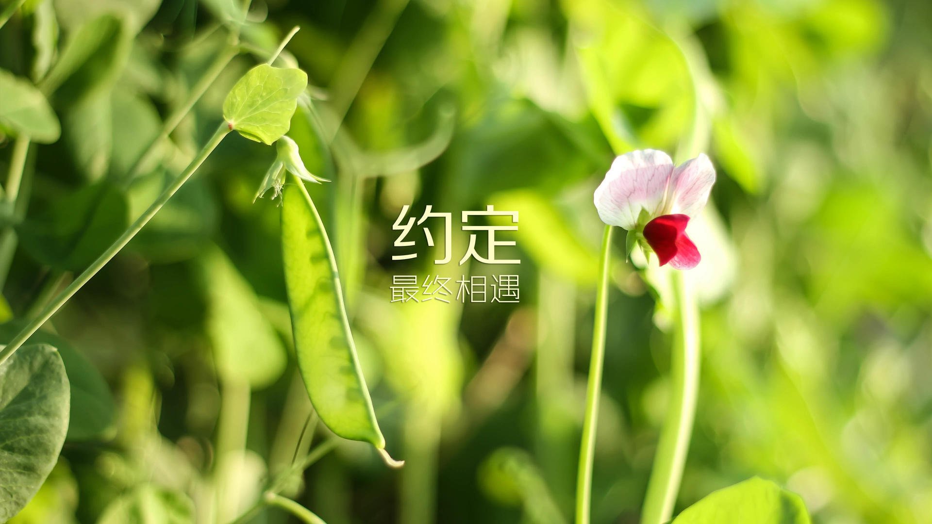 布鲁塞尔之刃,迪亚斯致命一击刺穿格子军,比利时在节奏风暴中力压克罗地亚